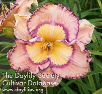 Daylily Daringly Different
